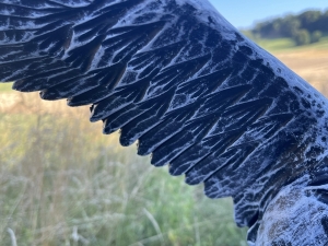 federdetail am ausgebreiteten fluegel der adlerfigur