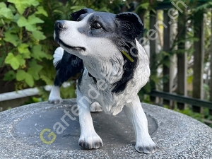 Deko  Border Collie stehend, 62cm lang 6