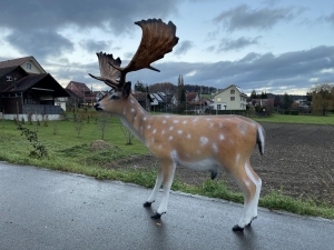 Lebensgrosser Damhirsch von der rechten Seite
