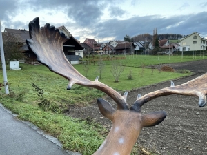 Detailansicht des breiten Damhirschgeweihs