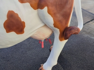 Deko Kuh lebensgross mit Melksystem, Detail Euter