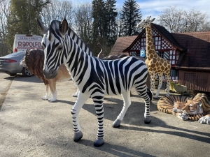 Lebensgrosses Zebra im Profil mit Streifenzeichnung.