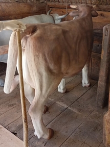 Kuh lebensgross, Gartendekofigur Braunvieh 8