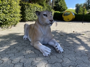 Löwin 170 cm in schräger Vorderansicht