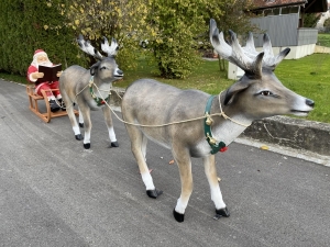 Rentiergruppe mit Weihnachtsmann Schlitten schraeg von vorne.