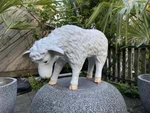 Schaf klein stehend mit gesenktem Kopf als Detailansicht.