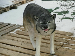 Wolf Figur lebensgross, stehend